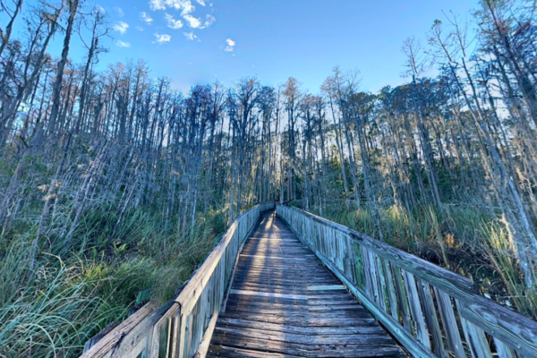 Explore Nature with These Amazing Walking Trails Near Me Walking trails near me